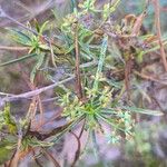 Bupleurum fruticescens Fleur