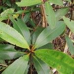 Rhizophora racemosa Лист