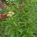 Eupatorium cannabinumHoja