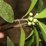 Ficus americana Leaf