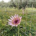 Tragopogon porrifolius Flower