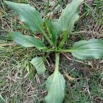 Plantago rugelii Folha