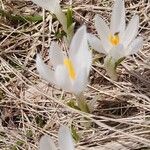 Crocus vernusЦвят