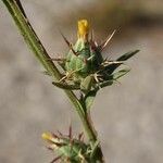 Centaurea melitensisKukka