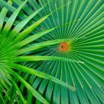 Thrinax parviflora Leaf