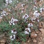 Thymus algeriensis Flower