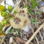 Heterotheca subaxillaris Frucht