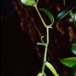 Clematepistephium smilacifolium ശീലം