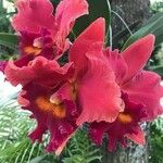 Cattleya lueddemanniana പുഷ്പം