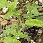 Echinops bannaticus ഇല