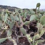 Opuntia littoralis Lapas