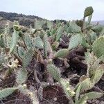 Opuntia littoralis List