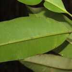 Calophyllum brasiliense Blatt