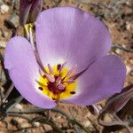 Calochortus flexuosus Blodyn