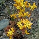 Sedum lanceolatum Buveinė