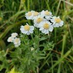 Achillea pyrenaica Kvet