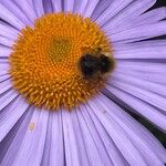 Aster tongolensis Blüte