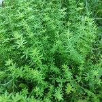 Galium maritimum Leaf