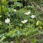 Anemone alpina आदत