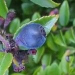 Vaccinium ovatum Fruit