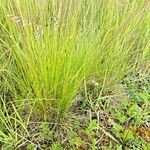 Festuca filiformis ഇല