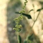 Chenopodium vulvaria 花