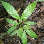 Tachigali costaricensis पत्ता