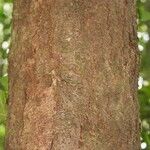 Dicorynia guianensis Bark