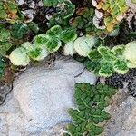 Cosentinia vellea Libunga