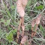 Equisetum arvenseFlor