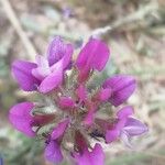 Astragalus onobrychis Fleur