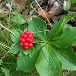 Cornus canadensis Fruit