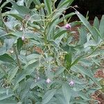 Solanum glaucophyllum Celota