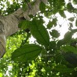 Celtis prantlii Hoja