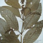 Citharexylum macrophyllum Altul/Alta