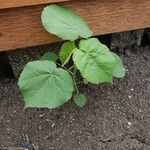 Abutilon theophrasti Vekstform