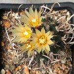 Turbinicarpus schmiedickeanus Квітка