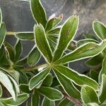 Potentilla alchimilloides Leaf