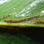 Asplenium friesiorum Leaf