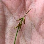 Carex pulicaris Frukt