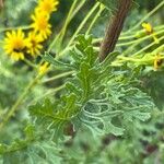 Jacobaea erucifolia Blatt