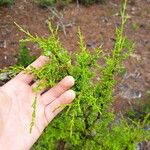 Juniperus pinchotii ഇല