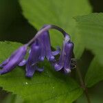 Hyacinthoides non-scripta Flower