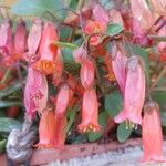 Kalanchoe manginii Цвят
