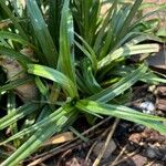 Cyperus odoratus Leaf