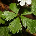 Rubus pedatus Leaf