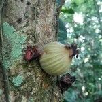 Plinia nicaraguensis Fruit