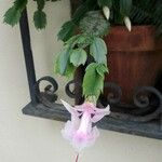 Schlumbergera truncata Flor