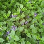 Vinca herbacea 花