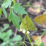 Cardiospermum halicacabum Plod